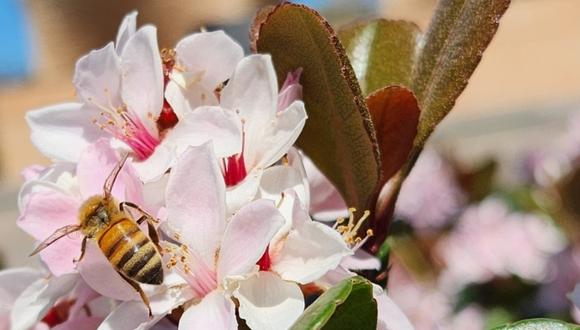 טבע הקמפוס - תחרות צילומים
